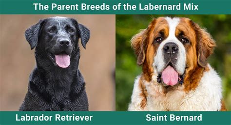 labernard|Labernard (St. Bernard Lab Mixed Dog Breed) Info, Pictures ...